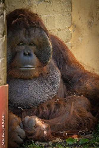 Male orangutan relaxing photo