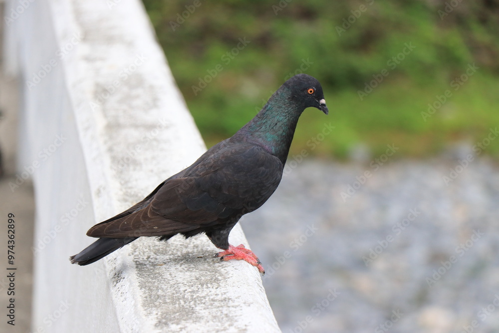 Obraz premium A pigeon is perched on a railing.