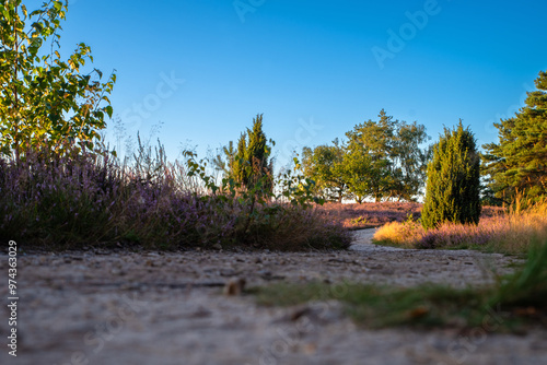 Landschaft im Naturpark Heideblüten im September mit Wacholderbäumen und hellblauem Himmel photo