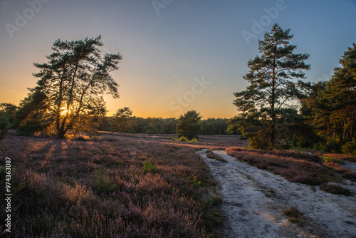 Blühende Landschaft der Heideblüte in einem Naturpark, alte Kiefern und Wacholderbäume auf Sandboden