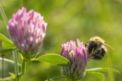 A bumblebee collects pollen from a clover flower