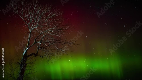 The silhouette of a branching tree against the background of the northern lights.