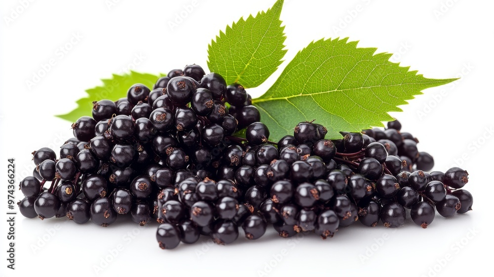 Fresh Blackcurrants With Green Leaves on a White Background in Natural Light Fresh Blackcurrants With Green Leaves on a White Background in Natural Light