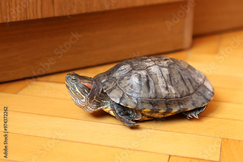 People care for and play with a pet red-eared turtle. photo