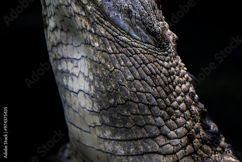 View of crocodile neck, abdomen. Black Background.