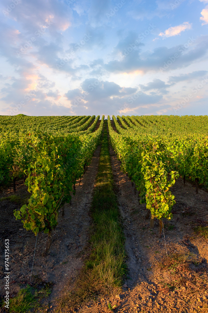 Paysage de vignes en France en automne avant les vendanges du raisin. Paysage de vignes en France en automne avant les vendanges du raisin.