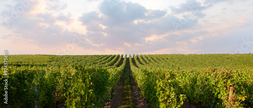 Paysage de vignes en France en automne avant les vendanges du raisin.