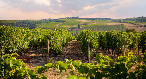 Paysage de vignes en France en automne avant les vendanges du raisin.