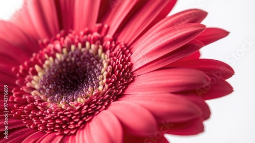 Close-up of a favorite flower in full bloom, showcasing vibrant petals and intricate details, set against a clean white background