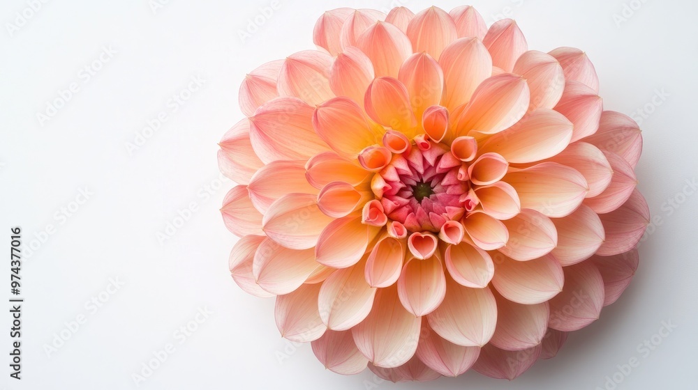 Favorite flower captured in a close-up with soft petals and vibrant colors, set on a clean white background for a stunning presentation Favorite flower captured in a close-up with soft petals and vibrant colors, set on a clean white background for a stunning presentation