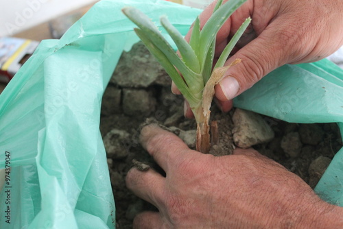 hands of a male gardener transplanting a plant into the ground