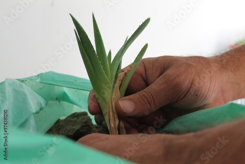 A man gardener's hands transplanting a small aloe vera plant