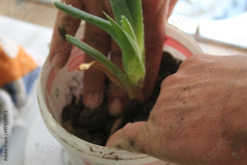man's hands transplanting an aloe vera plant into a pot 