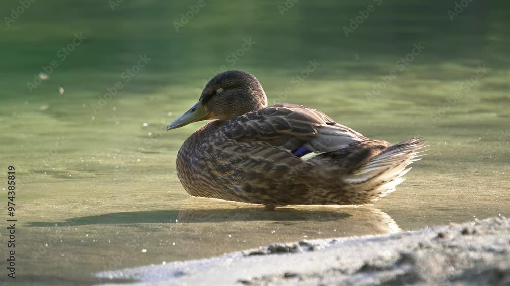 Wild duck rest in shallow water of mountain lake, female mallard Wild duck rest in shallow water of mountain lake, female mallard