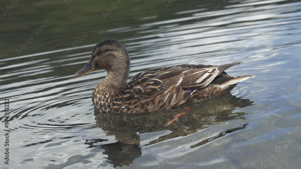 Beautiful wild duck swim on mountain lake Beautiful wild duck swim on mountain lake