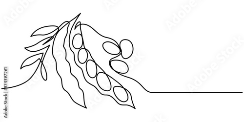 Fava beans simple color vector illustration. One continuous line art drawing with lettering organic fava beans, Vector illustration of peas isolated on white background. Black and White for coloring.