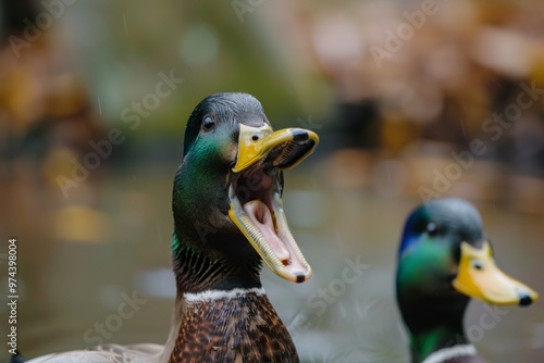 A duck quacking and honking, its vocalizations communicating with other ducks or expressing its emotions photo