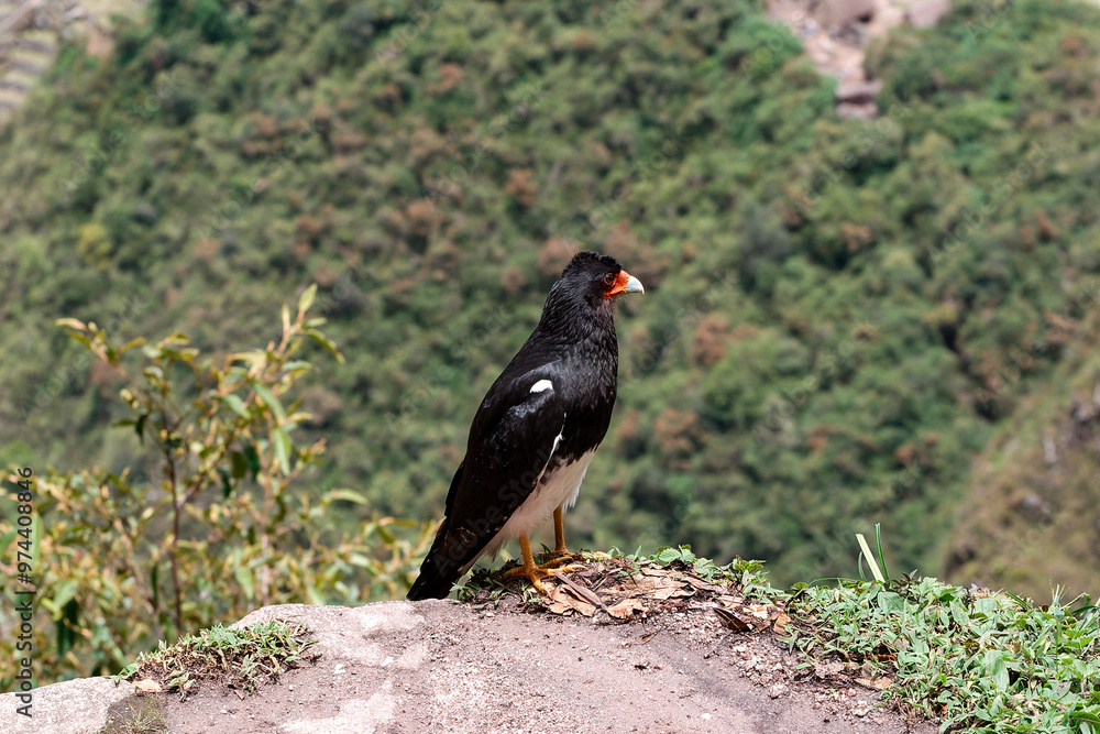 Obraz premium Majestic mountain caracara bird perched on a cliff edge, surveying the lush green valleys of the andes mountains. Its striking black and white plumage and sharp orange beak are on full display