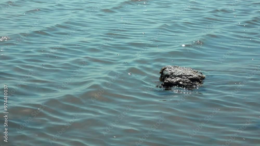 Calm waves and stone in the water near the shore of the salty estuary Kuyalnik near Odessa, Artemia eggs on the shore, Ukraine Calm waves and stone in the water near the shore of the salty estuary Kuyalnik near Odessa, Artemia eggs on the shore, Ukraine