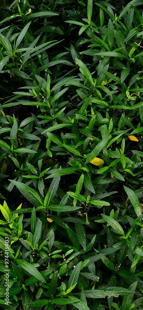 Green Grass Plant Garden Green Grass Plant Garden