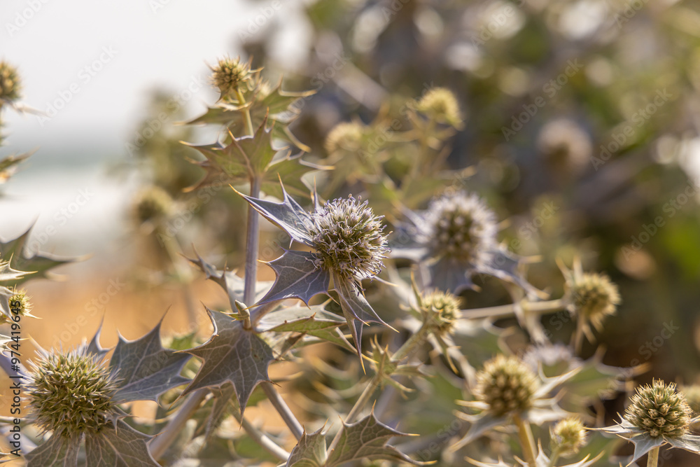 Fantastic view of the sea holly plant on the sea coast Fantastic view of the sea holly plant on the sea coast