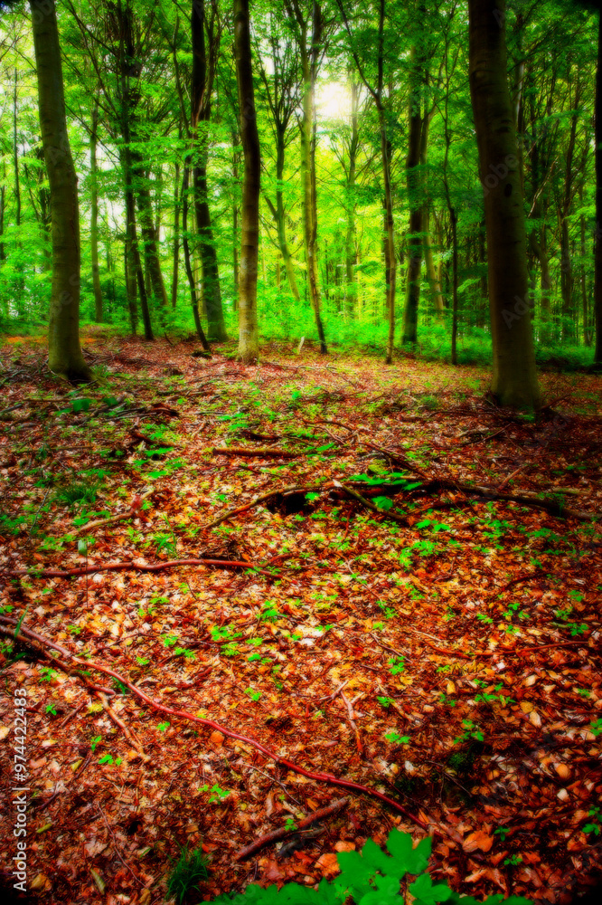 Environment, leaves and trees of forest in autumn for conservation, ecology or sustainability. Background, green and wallpaper with orange woods in fall for eco friendly scenery, growth or season Environment, leaves and trees of forest in autumn for conservation, ecology or sustainability. Background, green and wallpaper with orange woods in fall for eco friendly scenery, growth or season