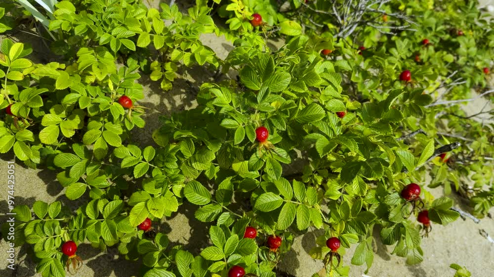 Close-up of vibrant green wild rose bushes with bright red hips scattered across a sandy dune. The contrasting colors of the rich foliage and red fruit create a vivid and natural scene under clear Close-up of vibrant green wild rose bushes with bright red hips scattered across a sandy dune. The contrasting colors of the rich foliage and red fruit create a vivid and natural scene under clear