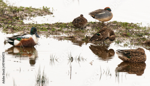 Canard souchet, male,.Anas clypeata, Northern Shoveler , Sarcelle d'hiver,.Anas crecca, Eurasian Teal, photo