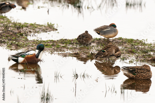 Canard souchet, male,.Anas clypeata, Northern Shoveler , Sarcelle d'hiver,.Anas crecca, Eurasian Teal, photo