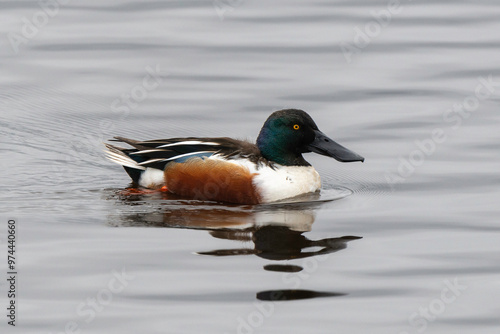 Canard souchet, male,.Anas clypeata, Northern Shoveler,