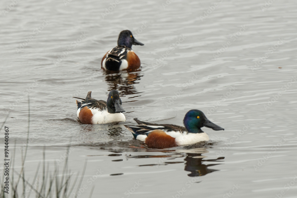 Canard souchet, male,.Anas clypeata, Northern Shoveler, Canard souchet, male,.Anas clypeata, Northern Shoveler,