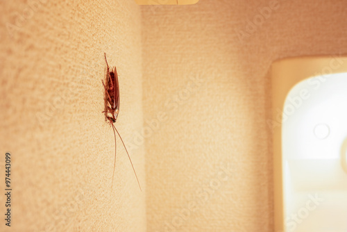 Cockroach crawling on the bathroom wall. photo