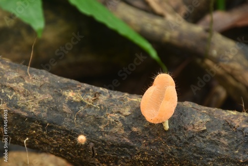 fungi cup mushroom growth for rain season on tree trunk in Chet Kod waterfall on Thailand   photo