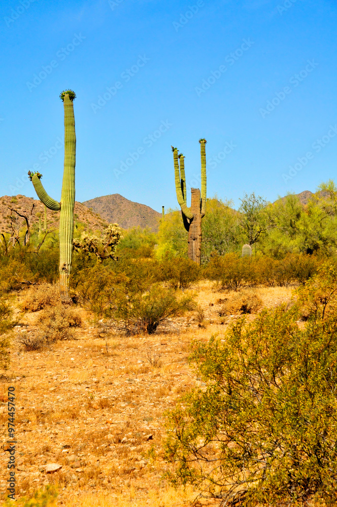 San Tan Mountains Sonora Desert Arizona San Tan Mountains Sonora Desert Arizona