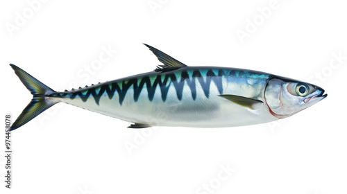 Mackerel saltwater fish png isolated on transparent background