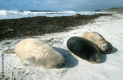 Eléphant de mer, Mirounga leonina,  Iles Falkland, Malouines photo