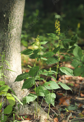 Broad-leaved Goldenrod (Solidago flexicaulis) blooming in a sun-dappled forest understory in northeast Ohio.  This woodland species blooms in late summer to early fall. 