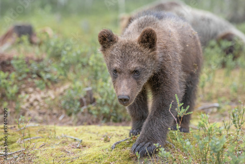 Young curious brown bear cub walks through a lush, green forest in the summertime