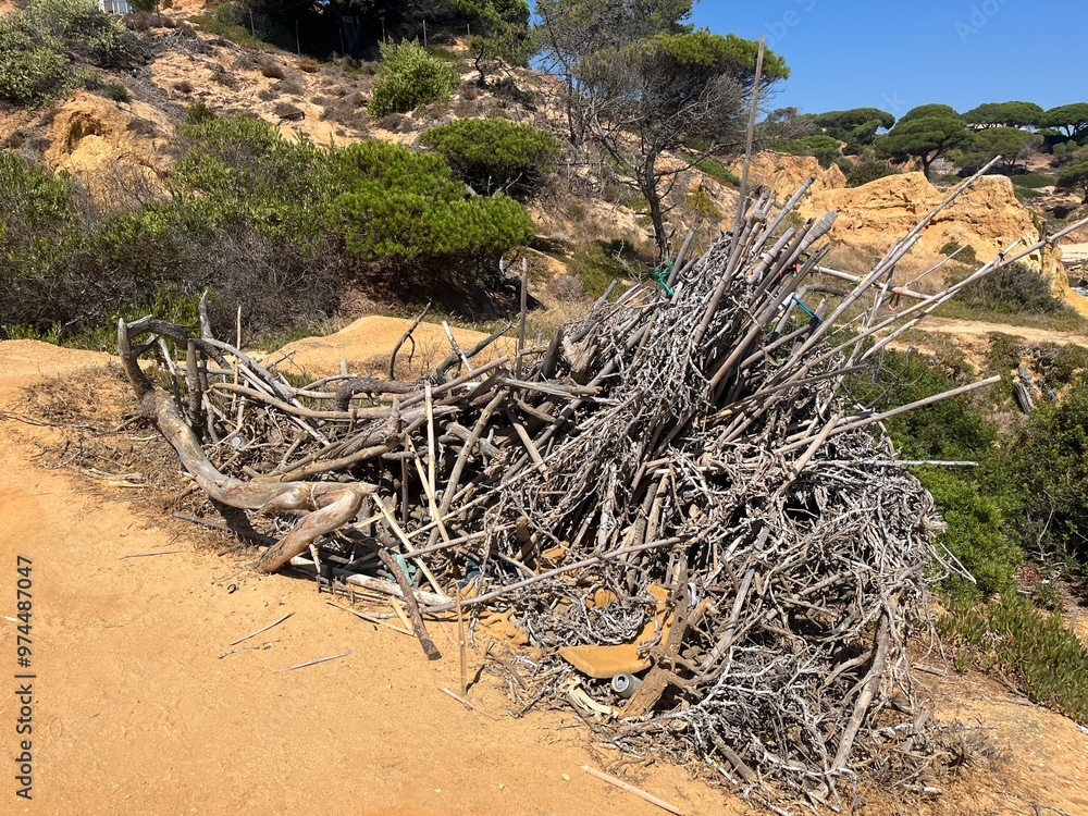 Hiking trail, pine trees, wood collected along the way, algarve, Portugal Hiking trail, pine trees, wood collected along the way, algarve, Portugal