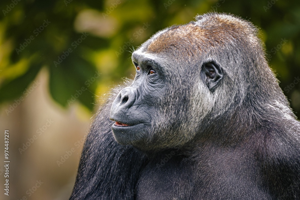Fototapeta premium Gorilla close-up in natural habitat