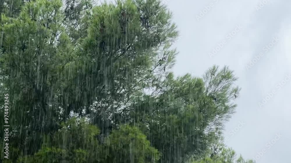 Rain in forest with green trees slow motion video.
Rain in forest with green trees slow motion video.