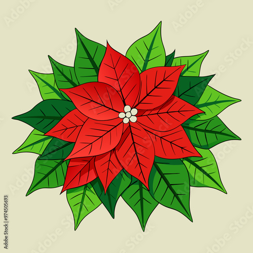 A red poinsettia with green leaves on a white background
