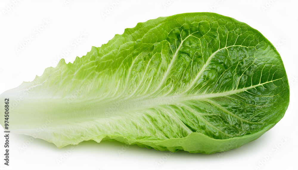 Romain Lettuce leaf isolated on white background- clipping path- full depth of field Romain Lettuce leaf isolated on white background- clipping path- full depth of field