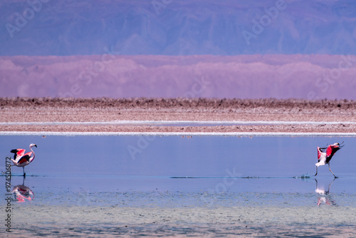 Wallpaper Mural Flamingos in the Atacama salt flat, Chile Torontodigital.ca