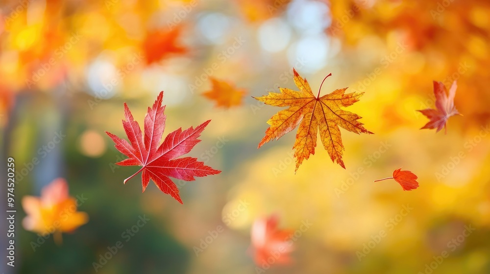 Vibrant red and yellow maple leaves floating in the air, with a blurred background, representing the beauty of autumn. Vibrant red and yellow maple leaves floating in the air, with a blurred background, representing the beauty of autumn.