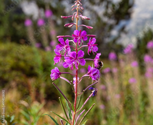 It captures the essence of the bee collecting nectar from the vibrant purple wildflowers. photo