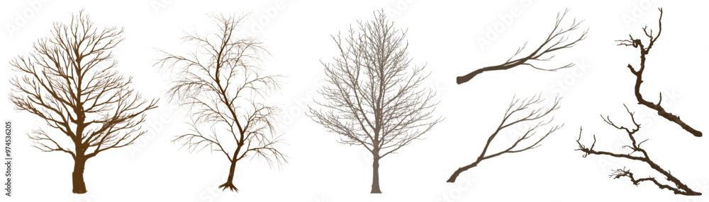 Blanch tree with out leaf Blanch tree with out leaf