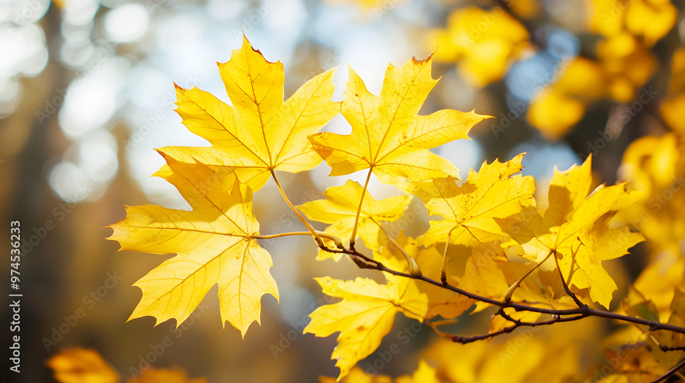 Detailed view of golden maple leaves in autumn, the veins and edges of the leaves sharply defined Detailed view of golden maple leaves in autumn, the veins and edges of the leaves sharply defined