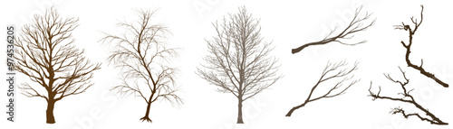 Blanch tree with out leaf