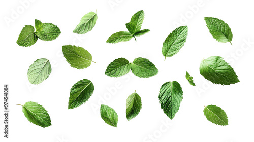 Fresh green mint leaves gracefully floating against a clear background, revealing their lively color and texture, ideal for culinary or medicinal purposes.